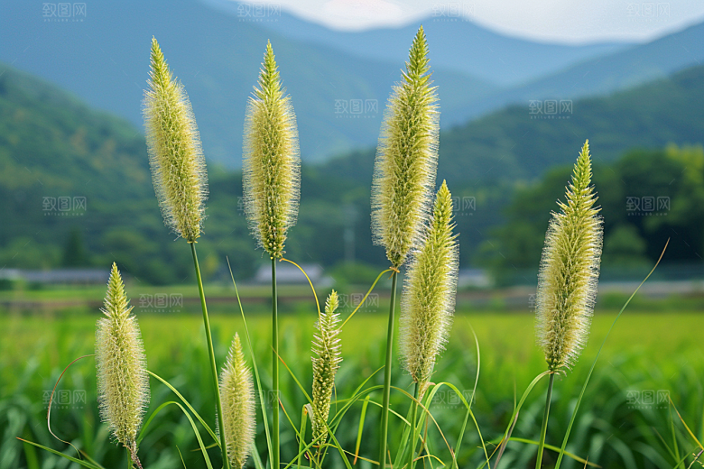 狗尾巴草草地蓝天白玉摄影图