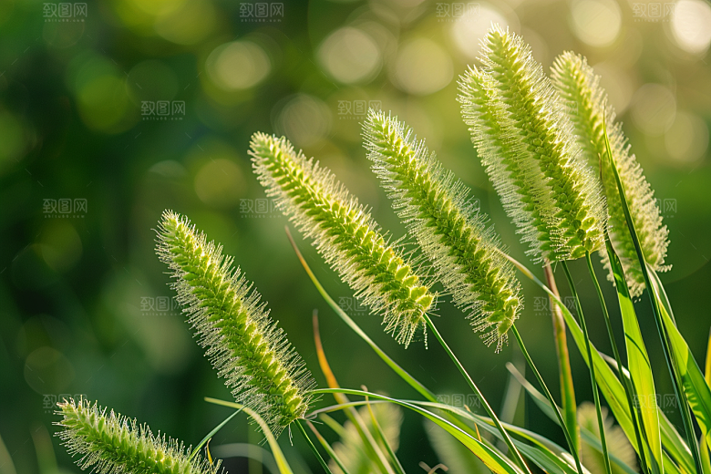 狗尾巴草蓝天白玉绿色摄影图