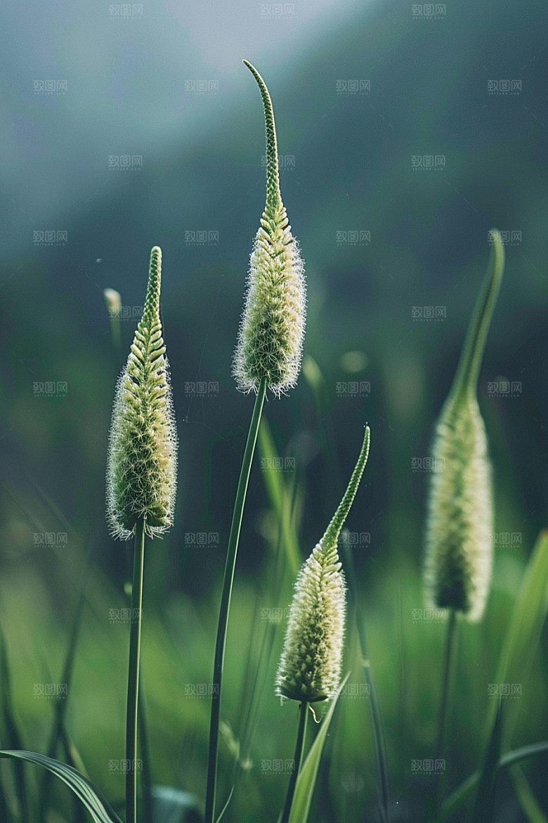 狗尾巴草草原广阔摄影图