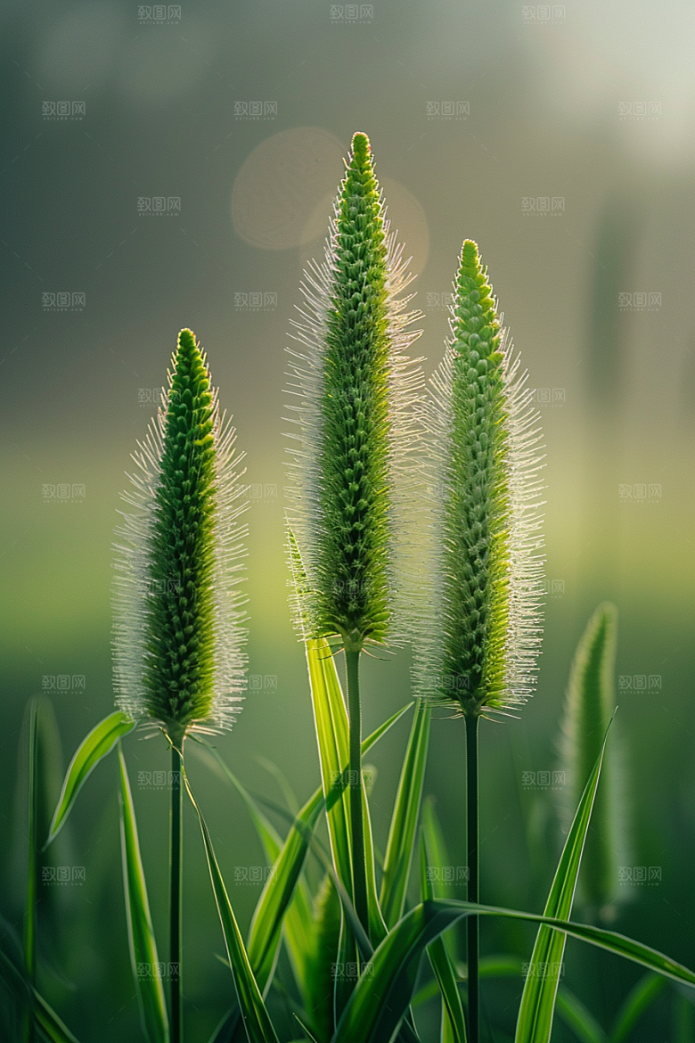 狗尾巴草草场高清摄影图