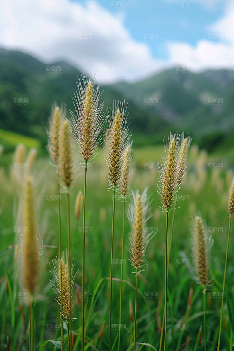 狗尾巴草草场清新摄影图