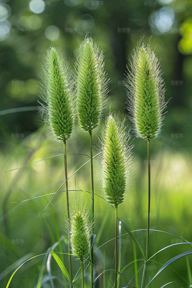 狗尾巴草草原青草摄影图