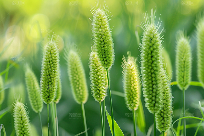狗尾巴草青草夏天摄影图