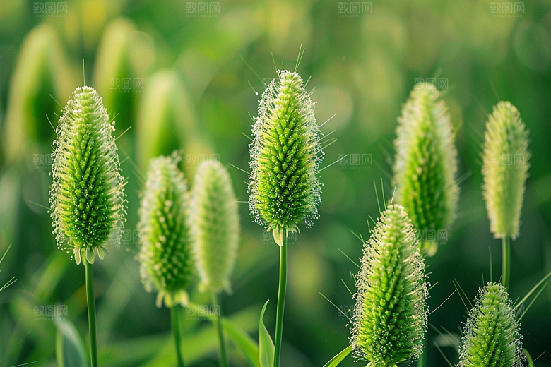 狗尾巴草夏季自然摄影图