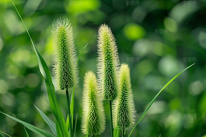 狗尾巴草青草草原摄影图