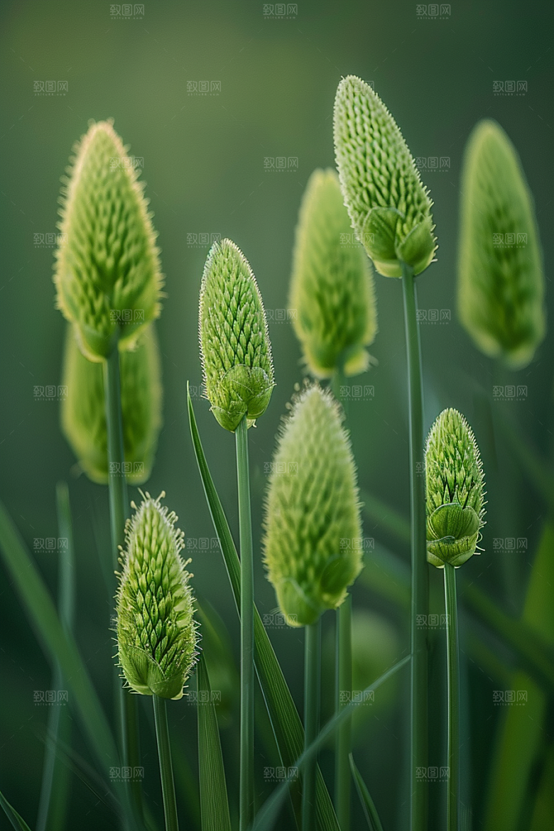 狗尾巴草绿草夏季摄影图