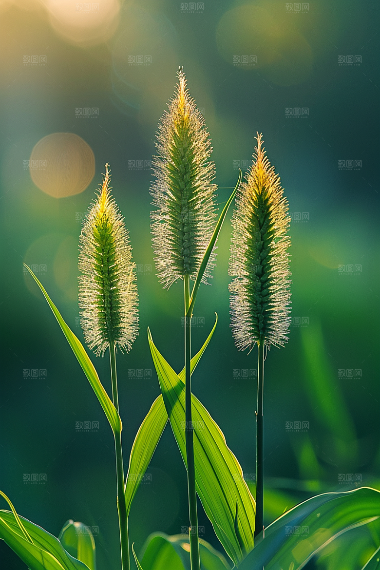 狗尾巴草绿草蓝天白玉摄影图