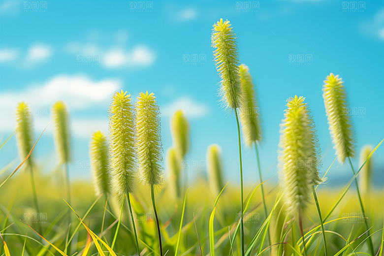 狗尾巴草夏天田野摄影图
