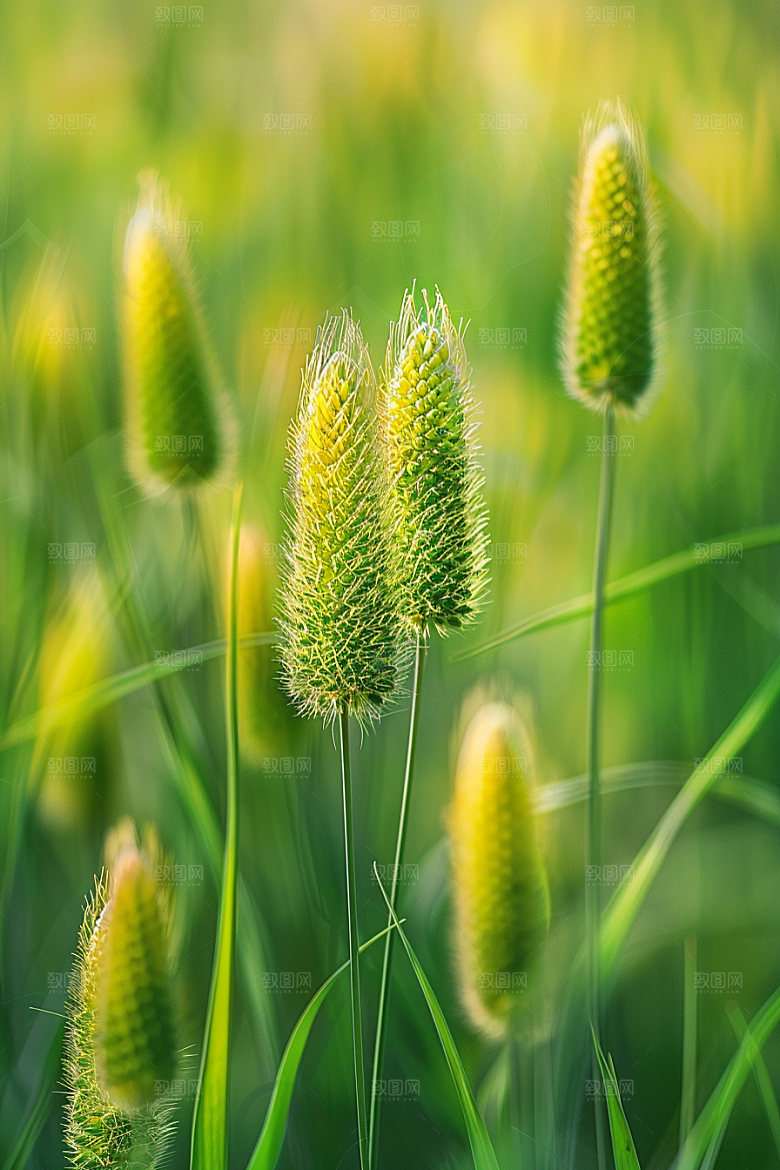 狗尾巴草青草绿草摄影图