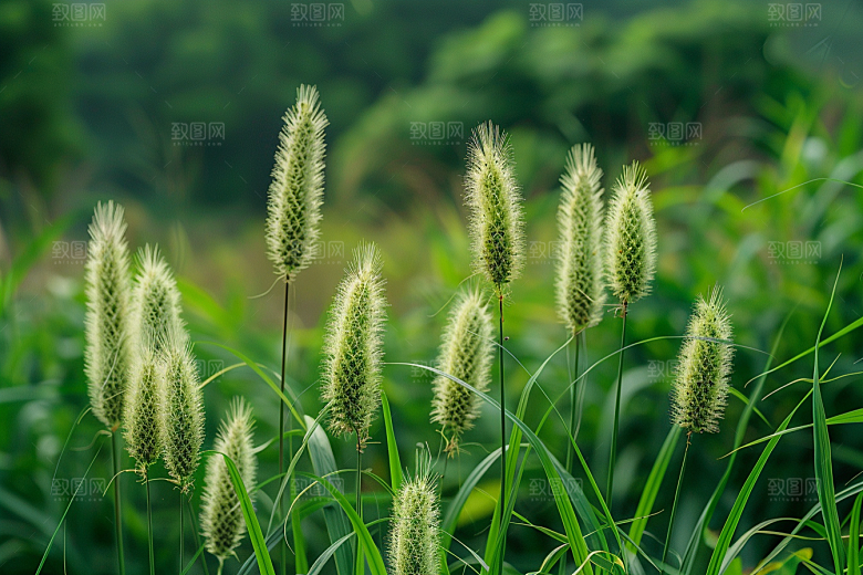 狗尾巴草广阔夏季摄影图