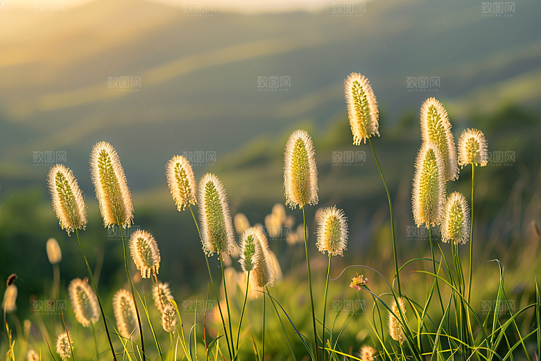 狗尾巴草蓝天白玉夏季摄影图