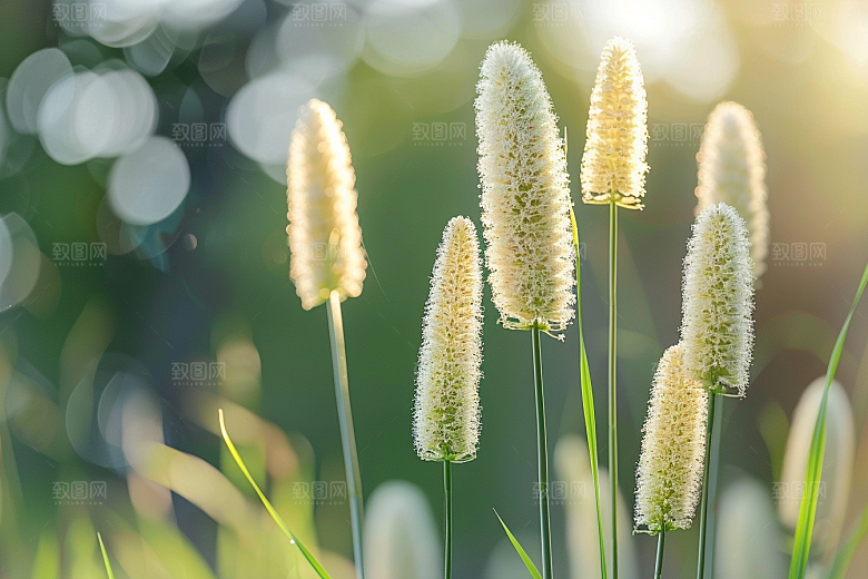 狗尾巴草夏季草地摄影图