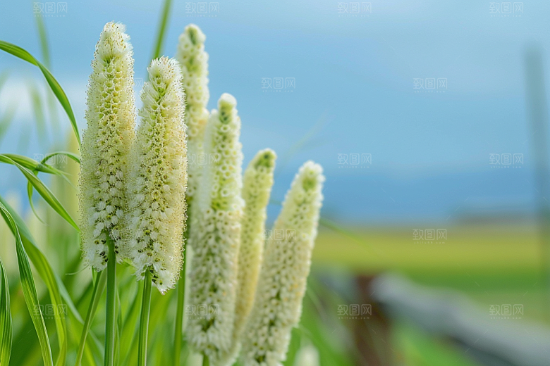 狗尾巴草夏天草原摄影图