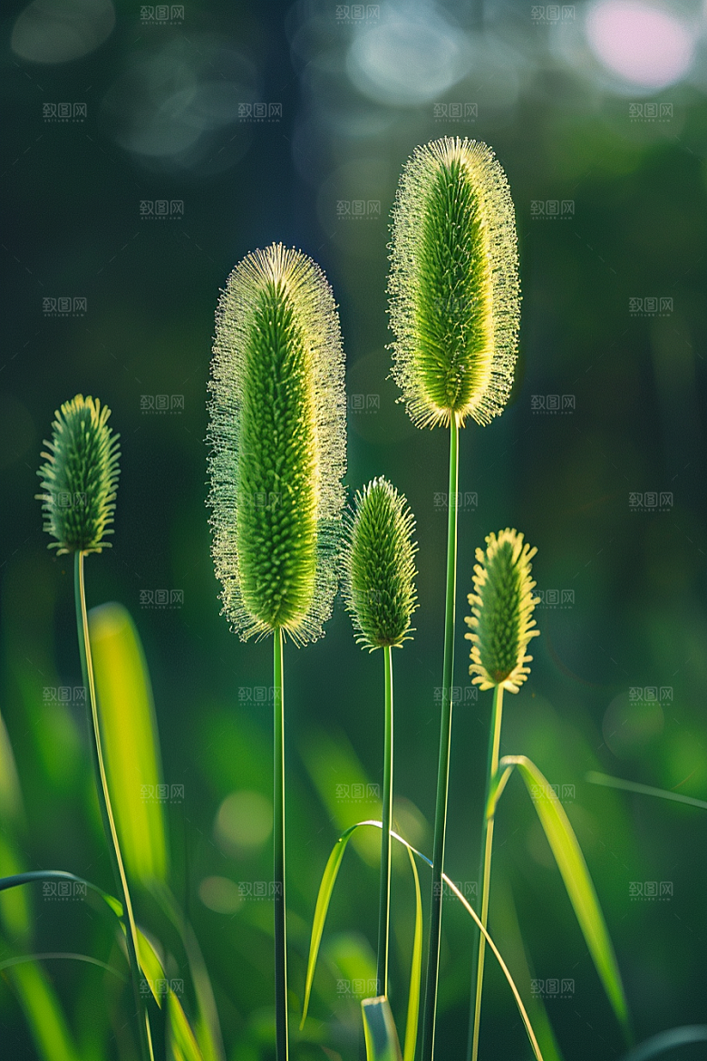 狗尾巴草自然夏季摄影图
