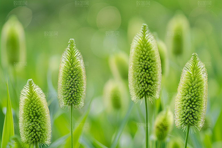狗尾巴草草原清新摄影图