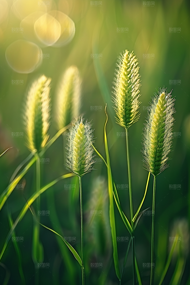 狗尾巴草绿草夏季摄影图