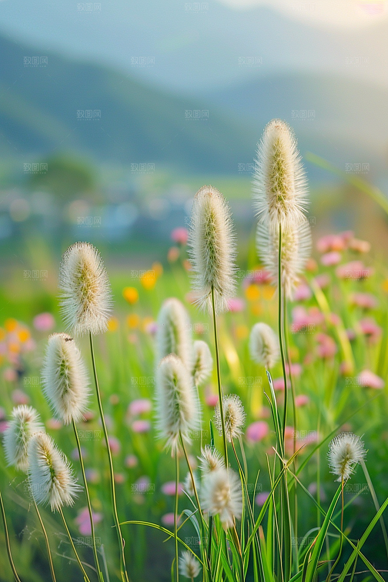 狗尾巴草草原绿草摄影图