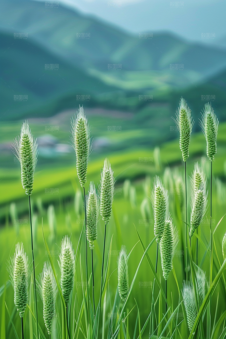 狗尾巴草清新夏季摄影图