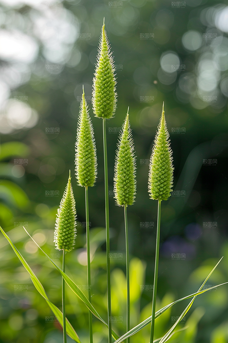 狗尾巴草夏季草场摄影图