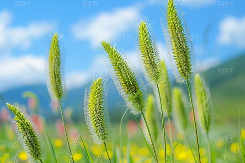 狗尾巴草绿色草原摄影图
