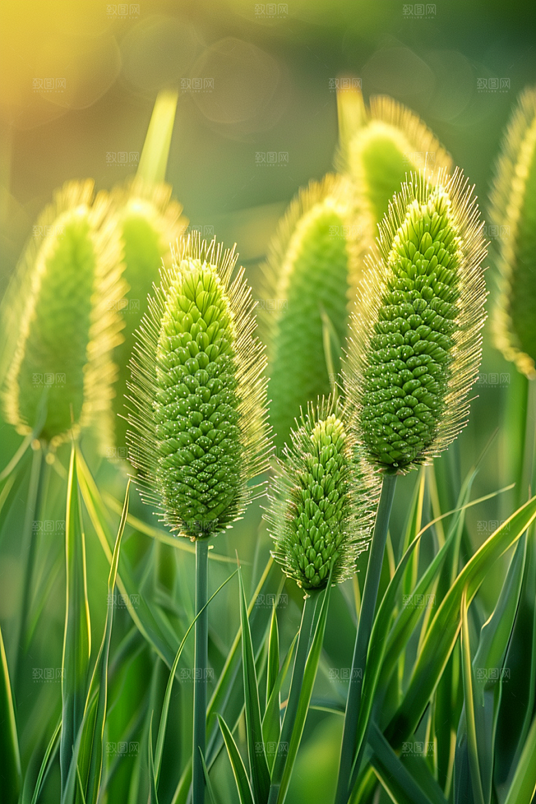 狗尾巴草广阔夏季摄影图