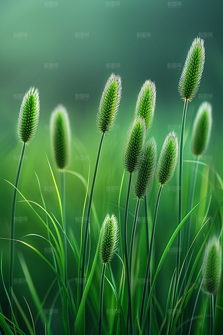 狗尾巴草青草草地摄影图
