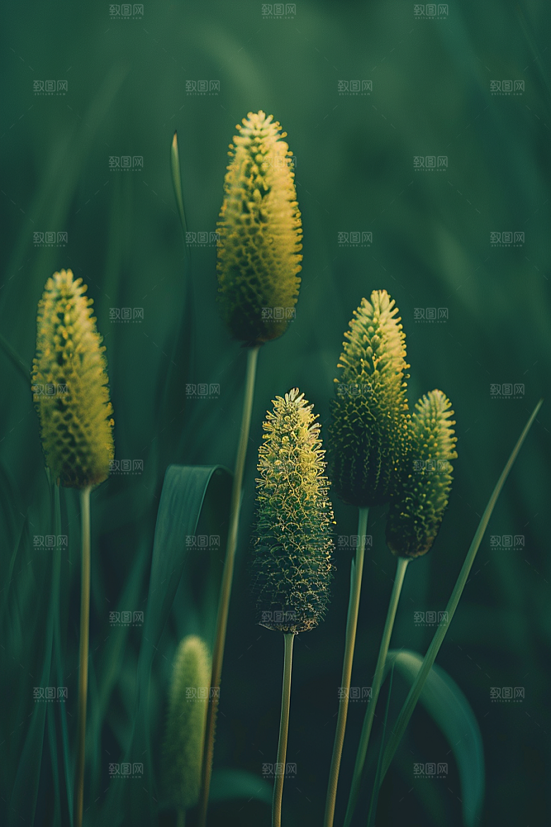 狗尾巴草绿草草原摄影图
