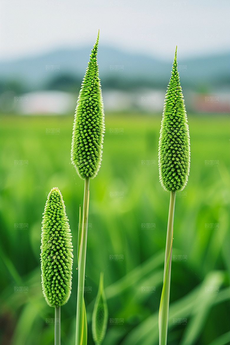 狗尾巴草草原青草摄影图