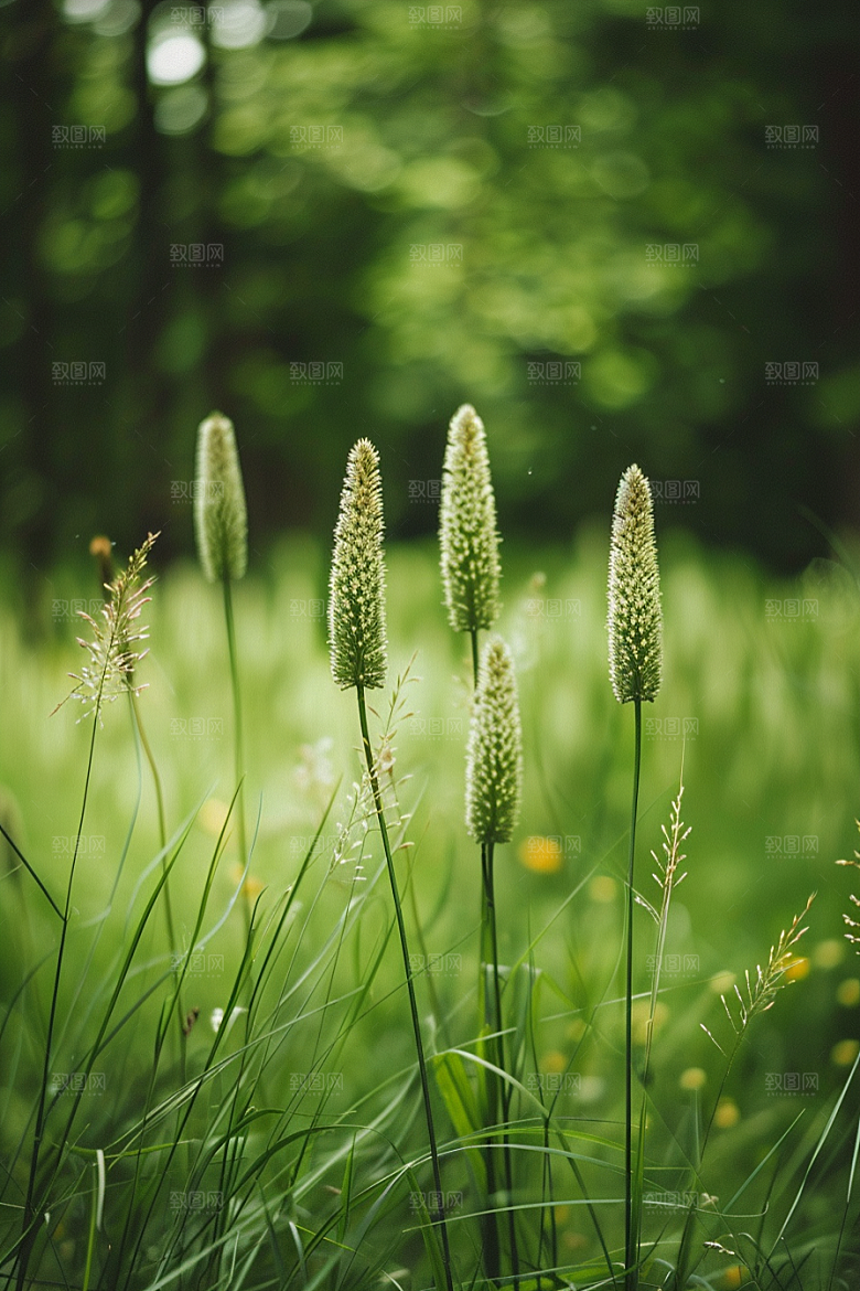 狗尾巴草绿色绿草摄影图