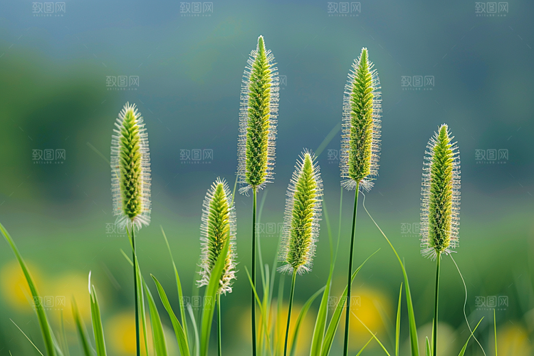 狗尾巴草草原草地摄影图
