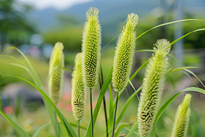 狗尾巴草夏季草地摄影图