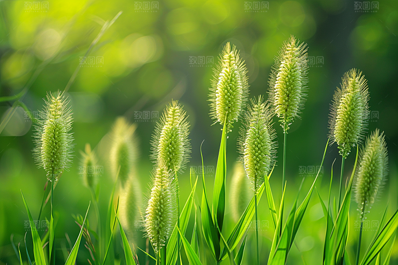 狗尾巴草草原草场摄影图