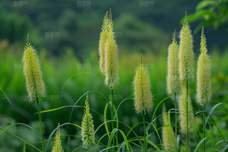 狗尾巴草草地蓝天白玉摄影图