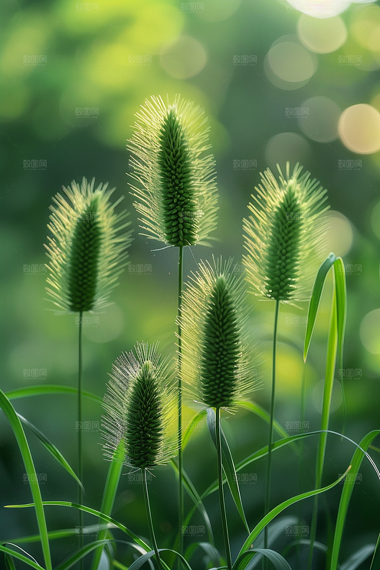 狗尾巴草草地蓝天白玉摄影图