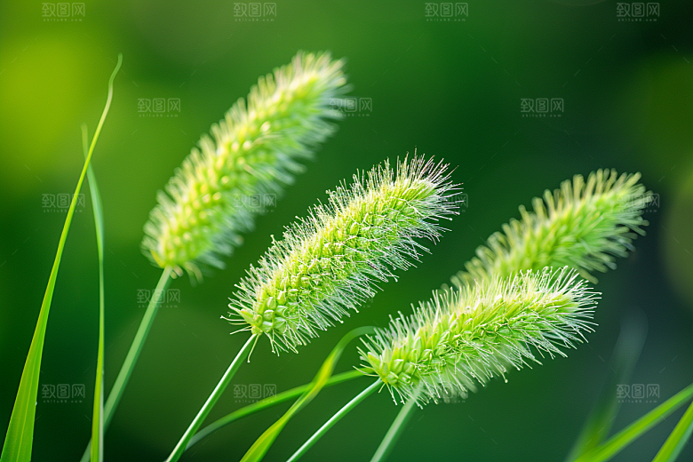 狗尾巴草草场广阔摄影图