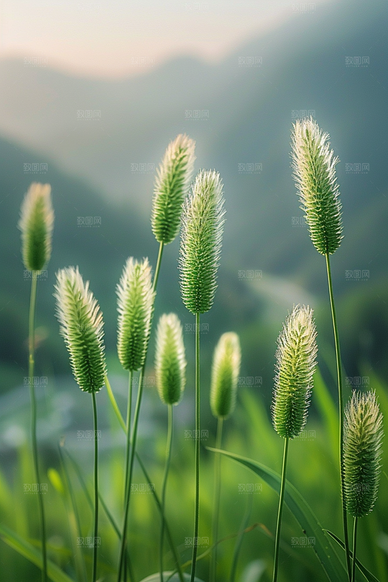 狗尾巴草草场清新摄影图