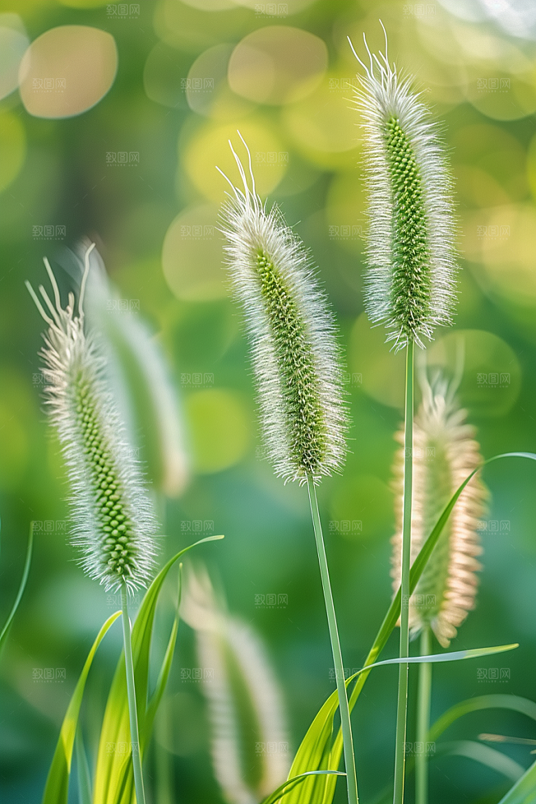 狗尾巴草草地夏天摄影图