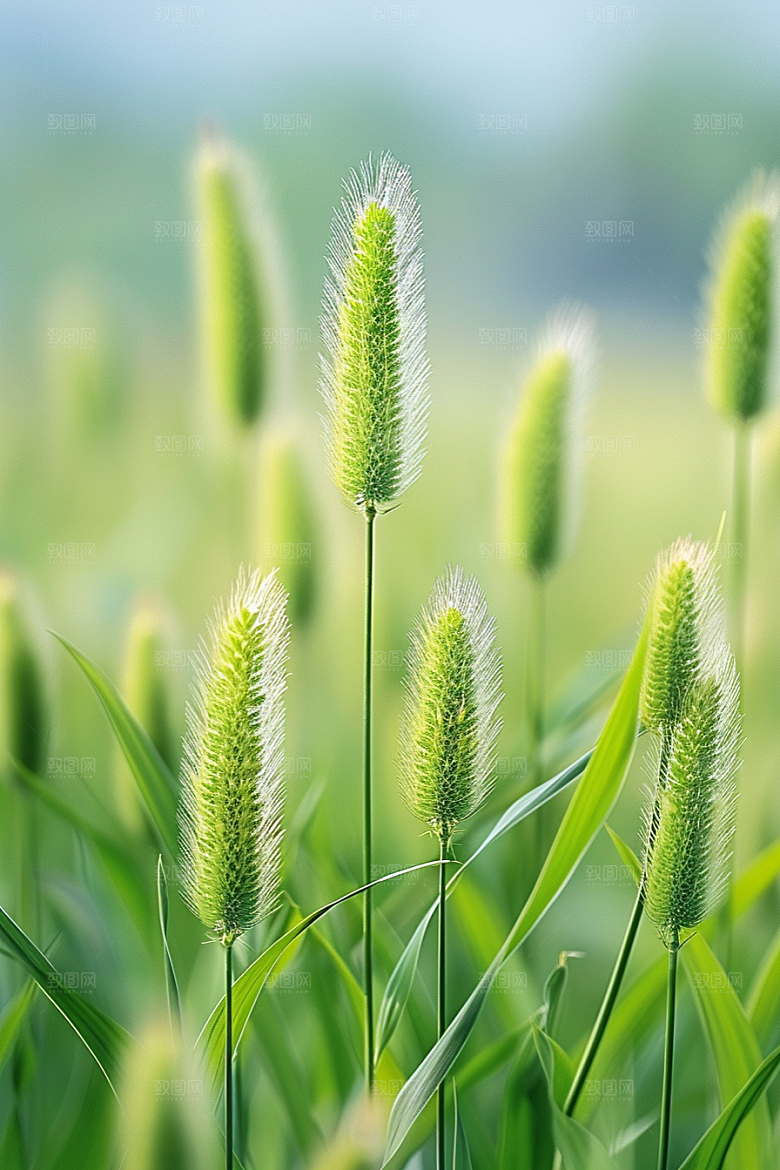 狗尾巴草蓝天白玉夏季摄影图