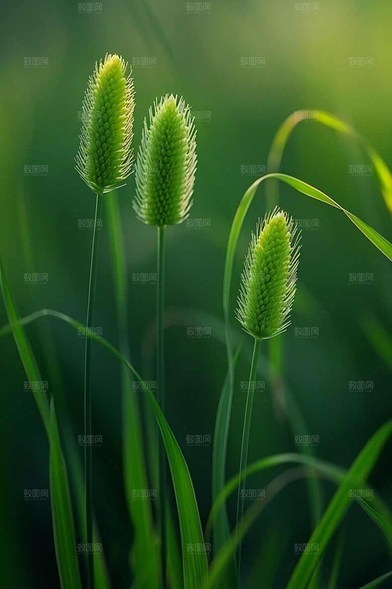 狗尾巴草绿草青草摄影图