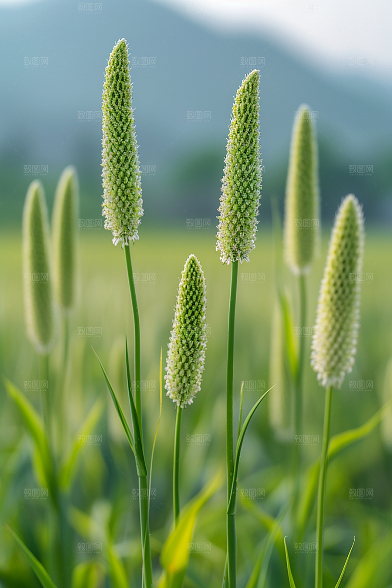 狗尾巴草草原草场摄影图