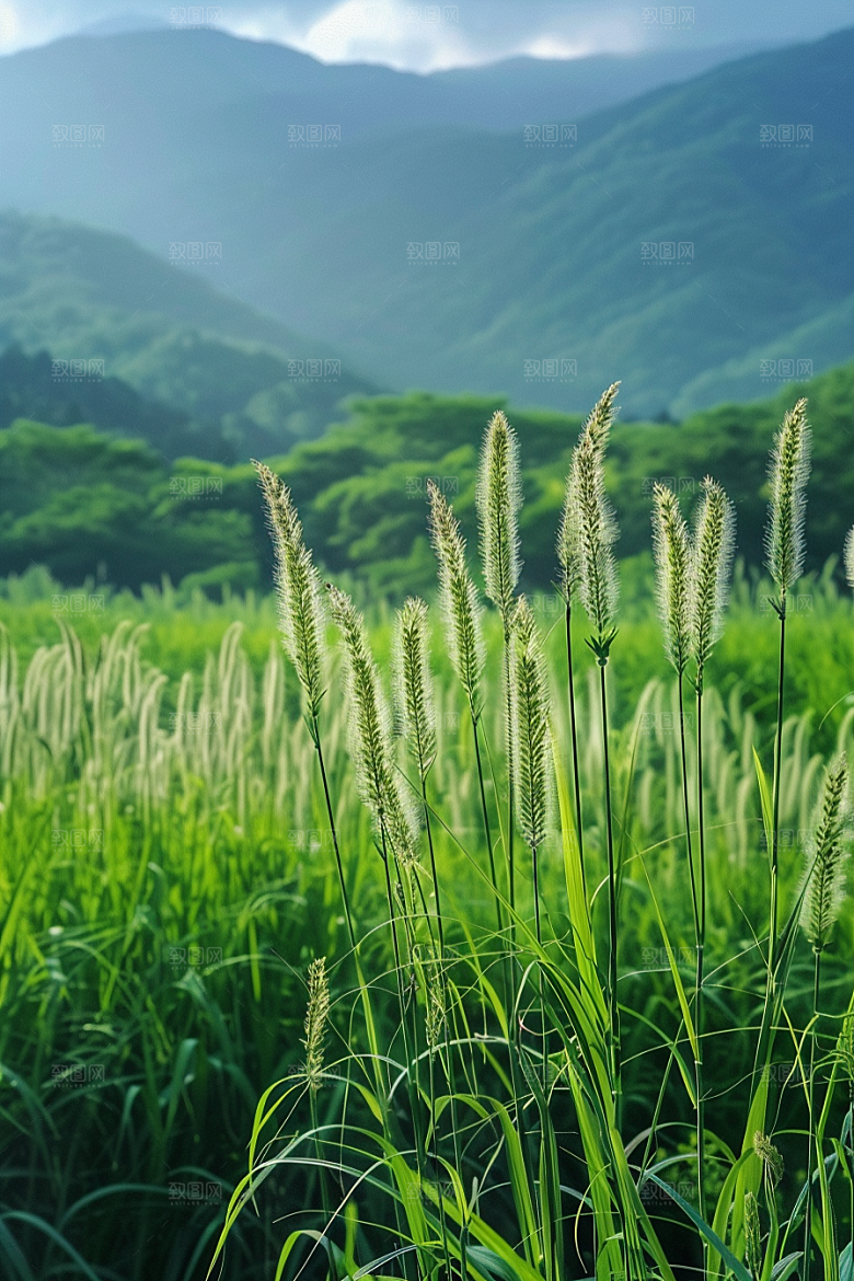 狗尾巴草草场绿草摄影图