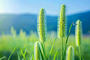 狗尾巴草高清青草摄影图