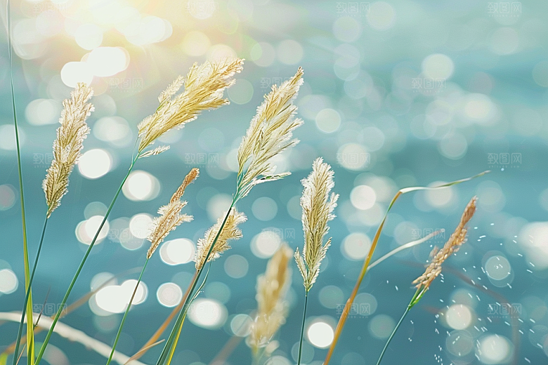狗尾巴草草场夏季摄影图
