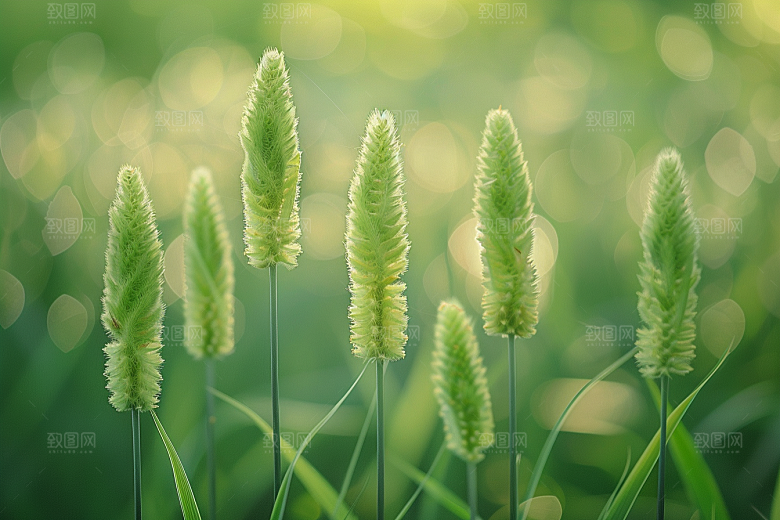 狗尾巴草草场草地摄影图