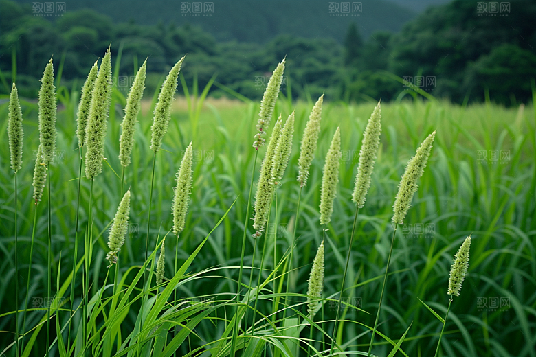 狗尾巴草绿色广阔摄影图