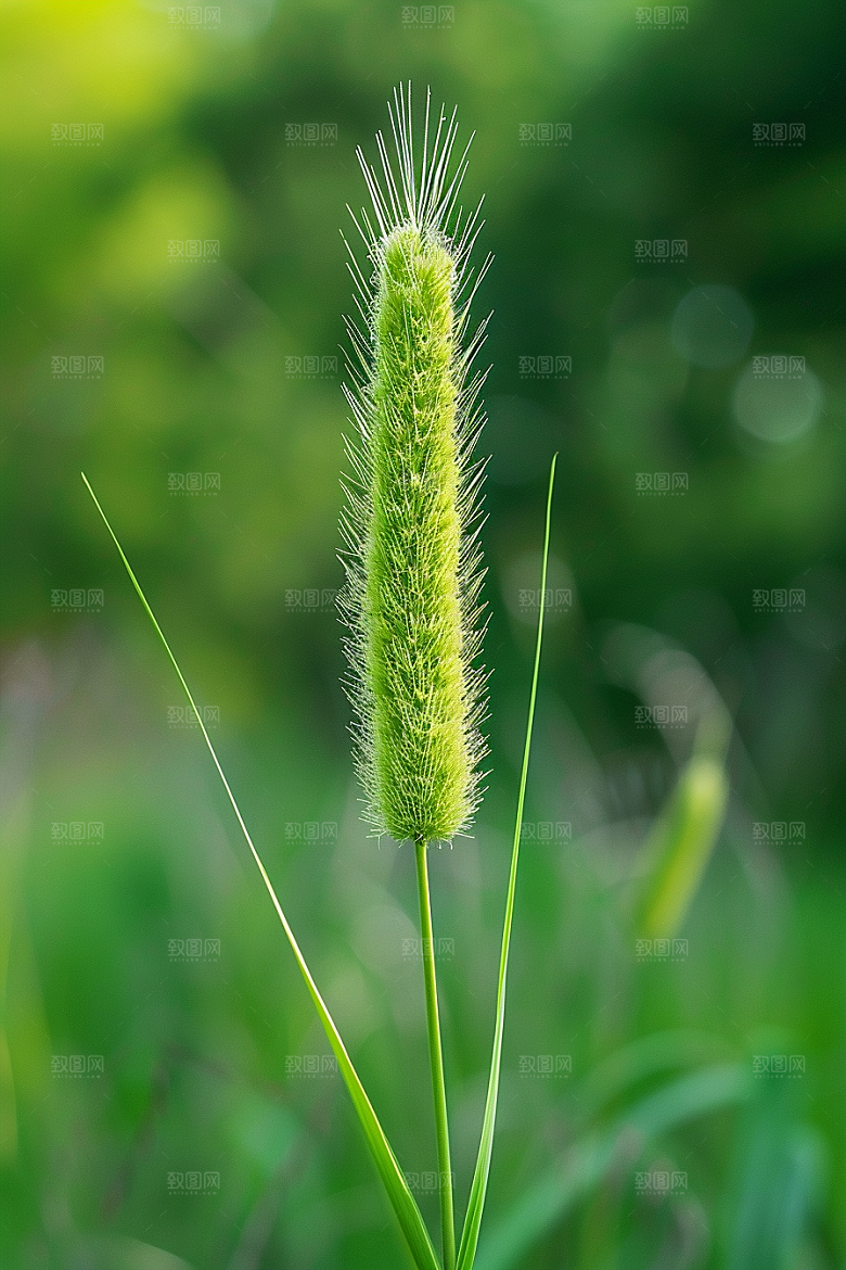 狗尾巴草草地绿草摄影图