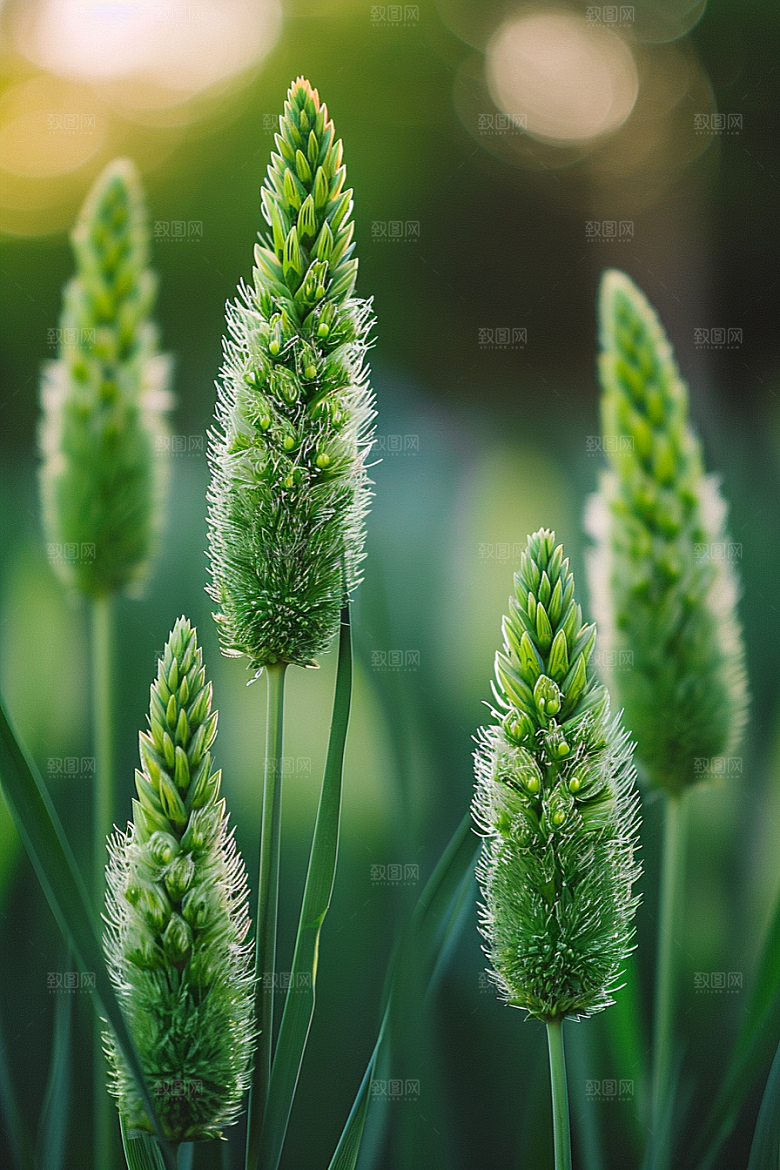 狗尾巴草绿草草场摄影图