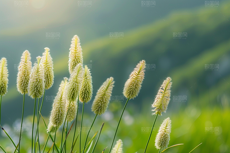 狗尾巴草自然清新摄影图