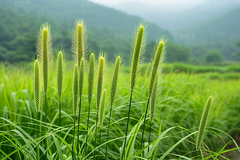 狗尾巴草自然草场摄影图
