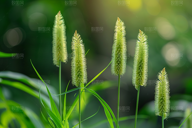 狗尾巴草高清田野摄影图